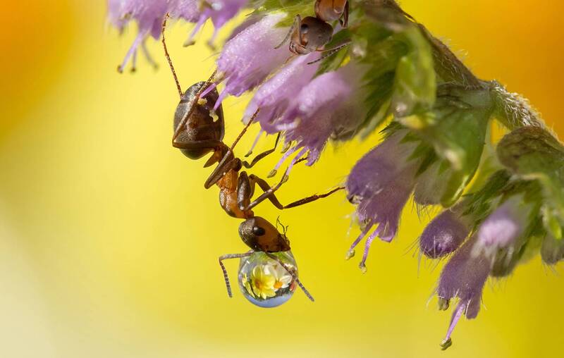 А я и так могу пить... фото превью