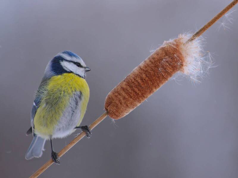 лазоревка, parus caeruleus Сэр фото превью