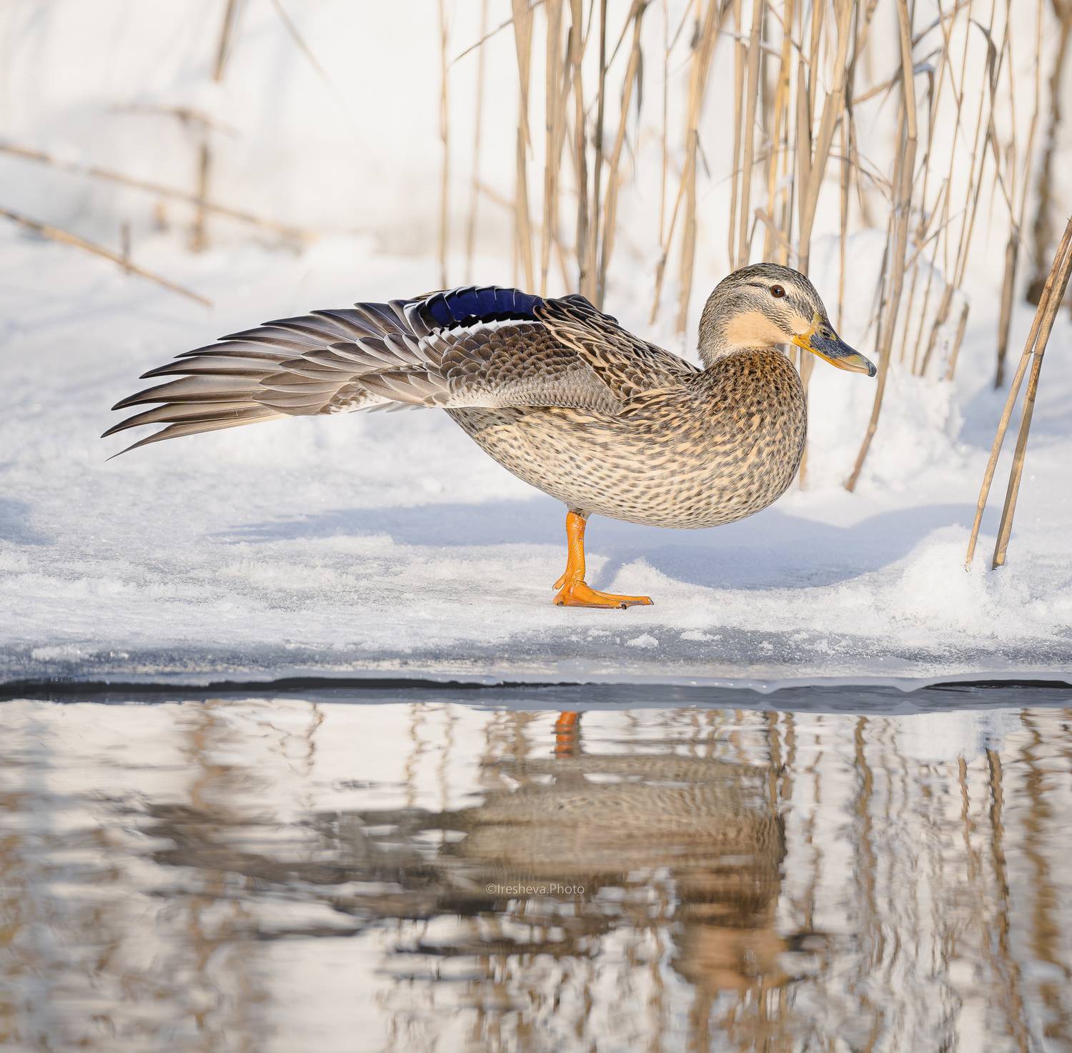 Утка, кряква, Ирешева Мария