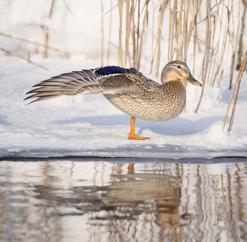 Утка, кряква Балерина фото превью