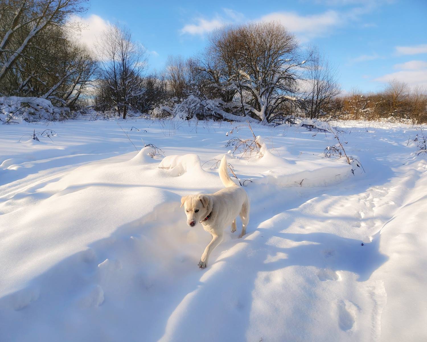 , Кондрашова Светлана