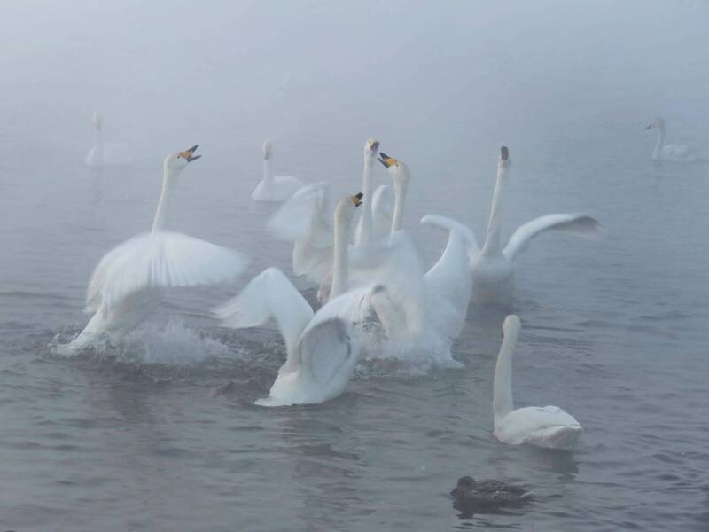лебединый, заказник, алтай Минус 30 градусов фото превью