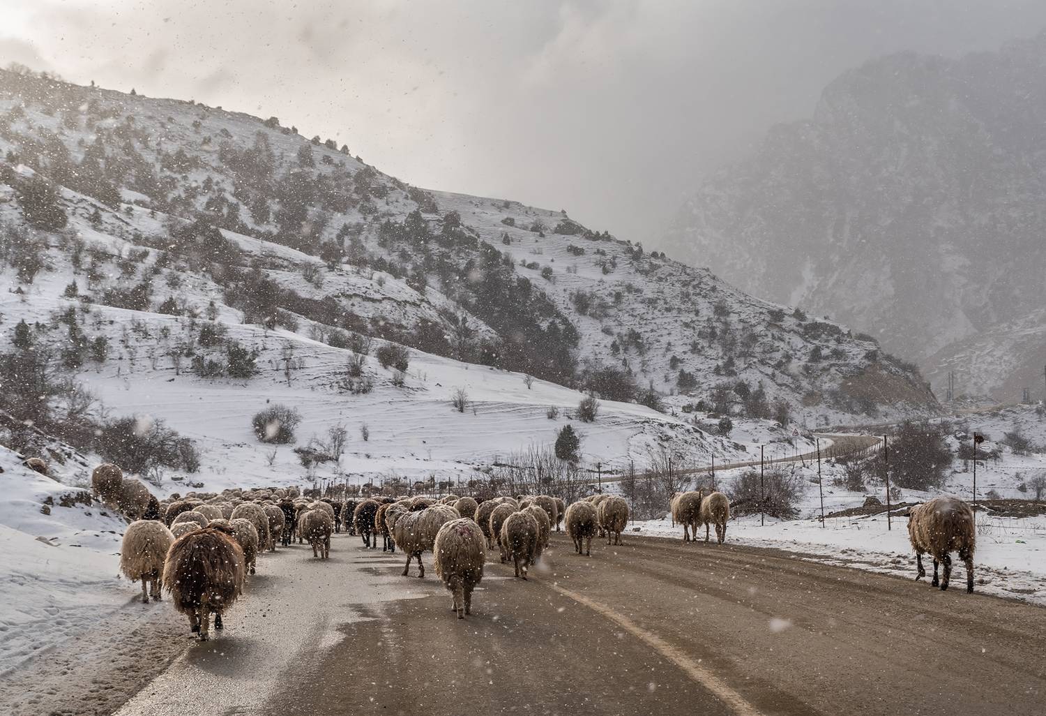 кавказ, кабардино-балкария, кбр, горы, верхняя балкария, зима в горах, стадо, Zakharov Armen