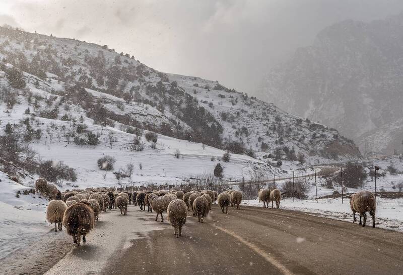 кавказ, кабардино-балкария, кбр, горы, верхняя балкария, зима в горах, стадо По горным дорогам фото превью
