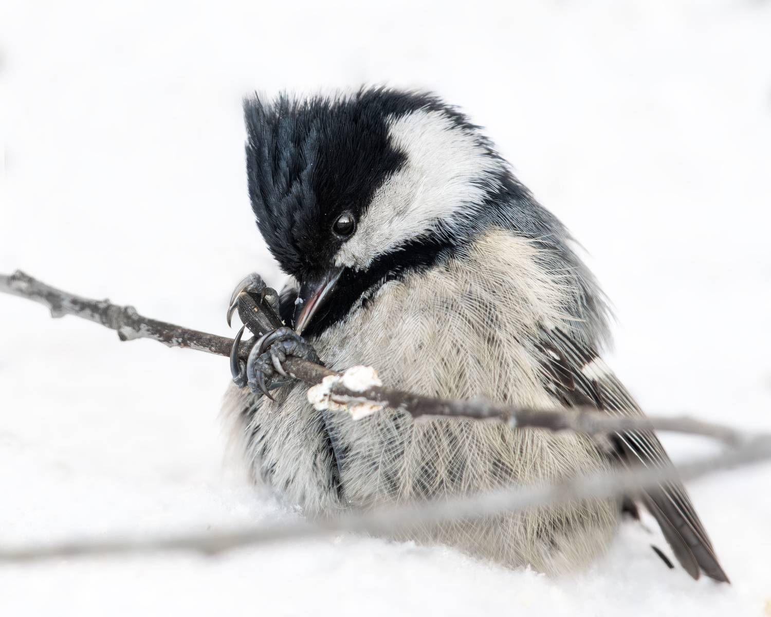 wildlife, birdwatching, nature, bird photography, птица, фотоохота, природа, московка, Полина Шальнева