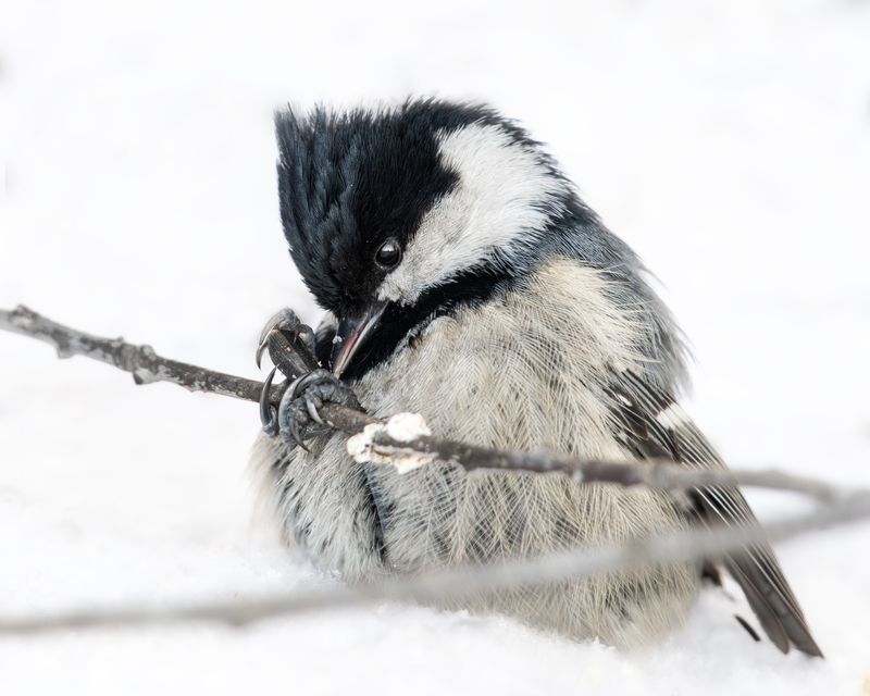 wildlife, birdwatching, nature, bird photography, птица, фотоохота, природа, московка Московка  фото превью