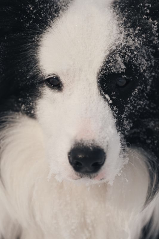 Снежный портрет фото превью