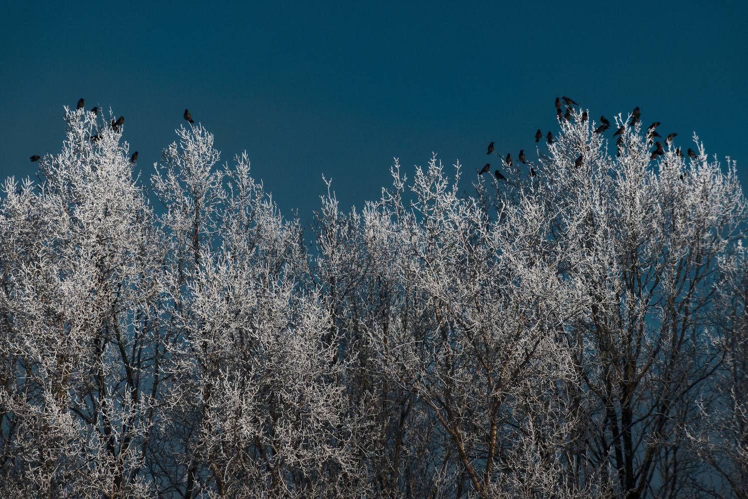 , Какоткин Роман