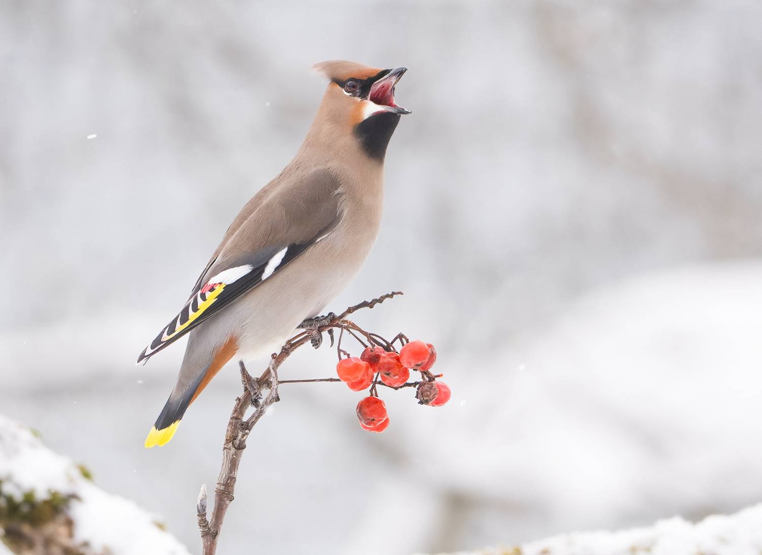 птицы, природа, зима, Андрей Киселёв