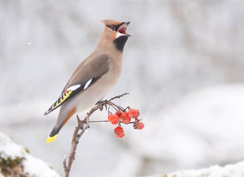 Свиристель