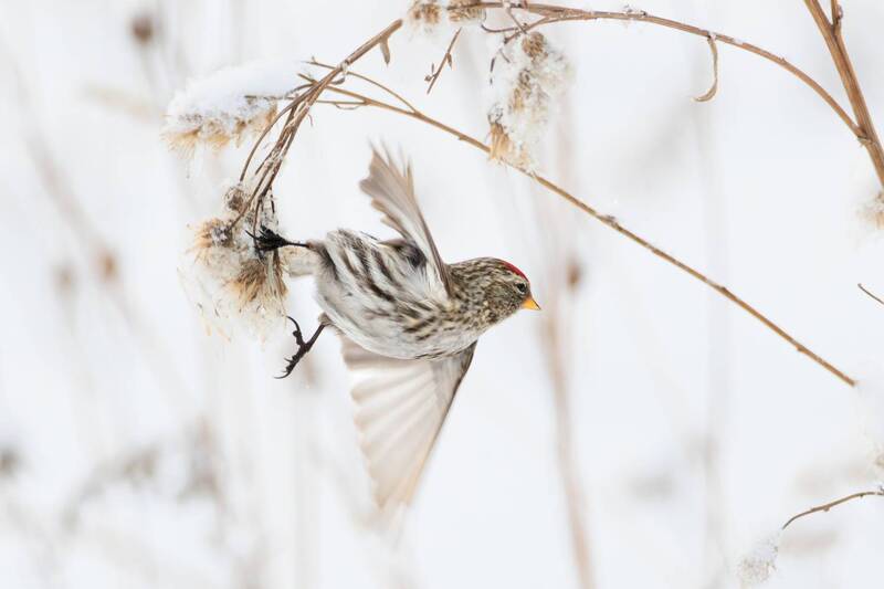 Чечётка фото превью
