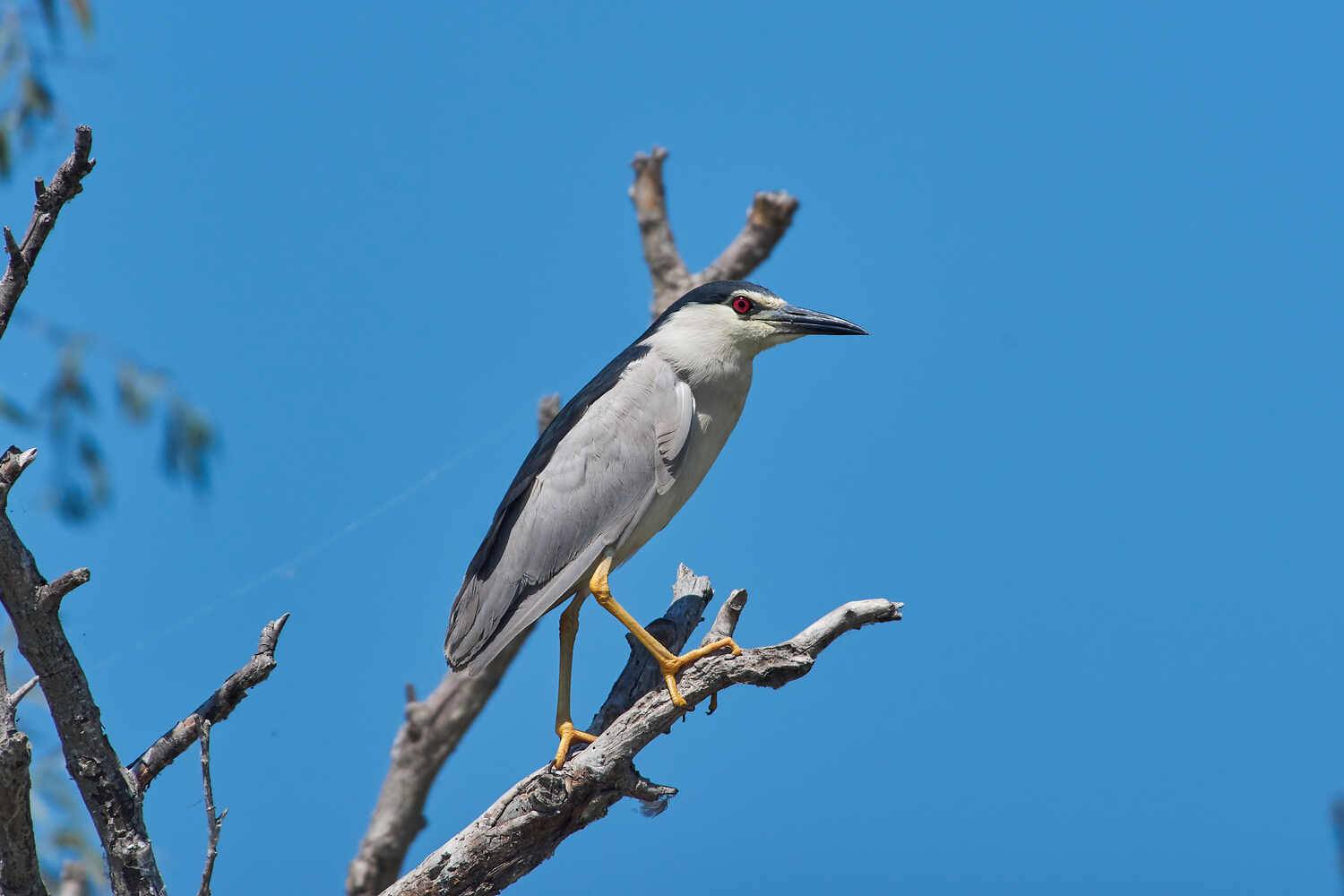 кваква, цапля, Павел Сторчилов