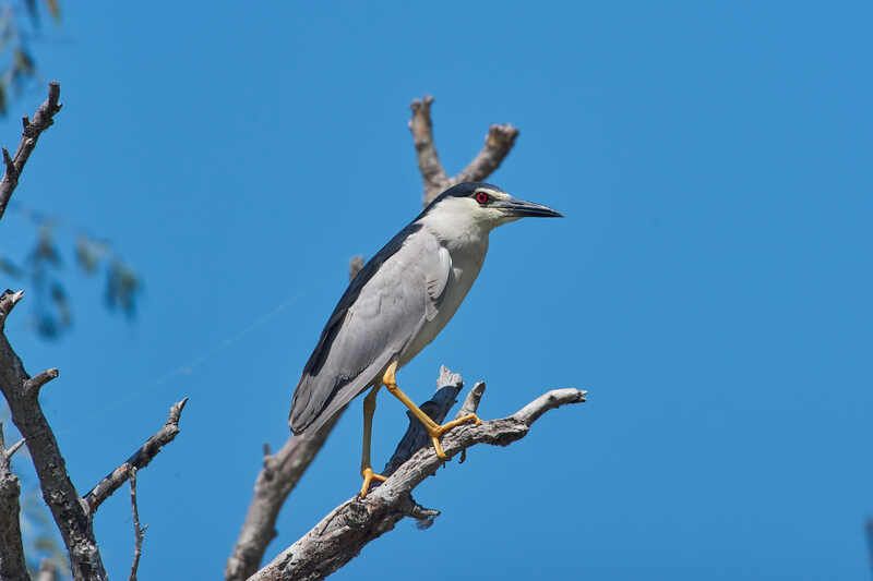 кваква, цапля Кваква фото превью