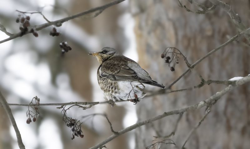 Тушино, Москва, дрозд - рябинник, Алёшкинский лес Дрозды прилетели фото превью