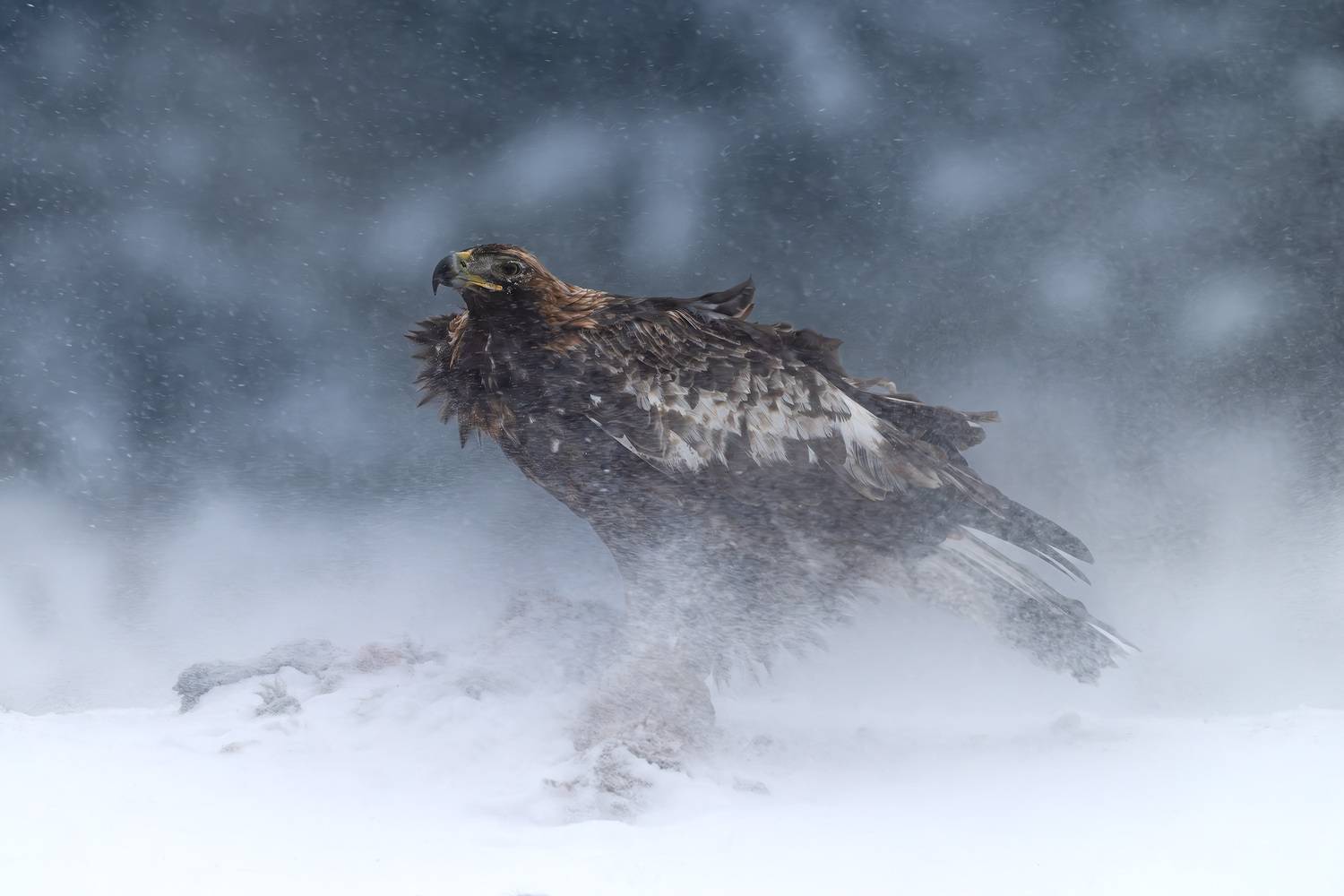 беркут, golden eagle, птицы, хищник, птица, birwatching, фотоохота, природа, лес, зима, снегопад, снег, Беларусь, Михаил Ездаков