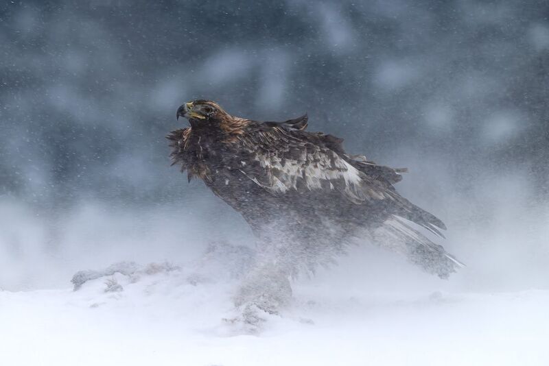 беркут, golden eagle, птицы, хищник, птица, birwatching, фотоохота, природа, лес, зима, снегопад, снег, Беларусь Апофеоз зимы фото превью