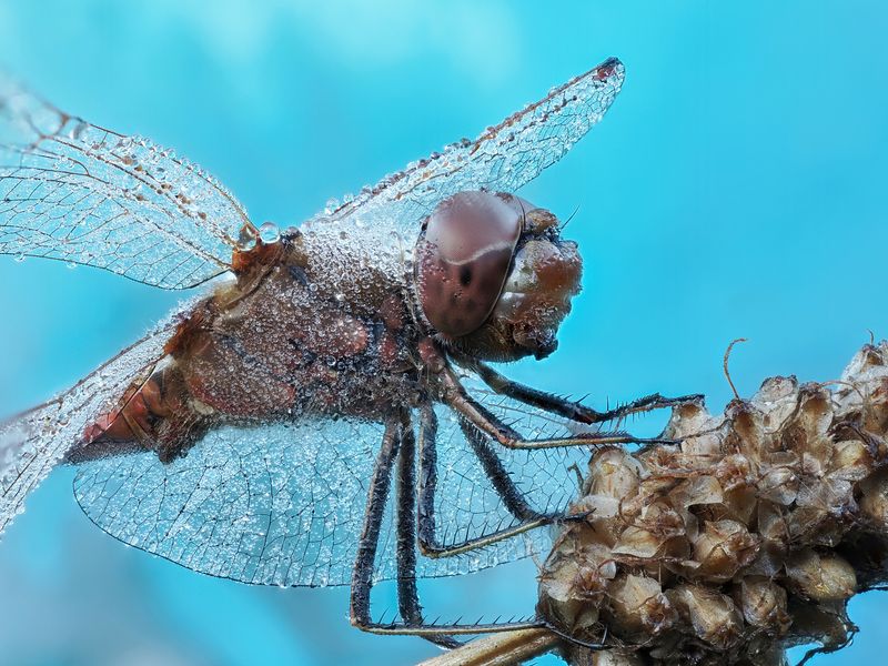 макросъемка, насекомые, стрекоза Стрекоза фото превью