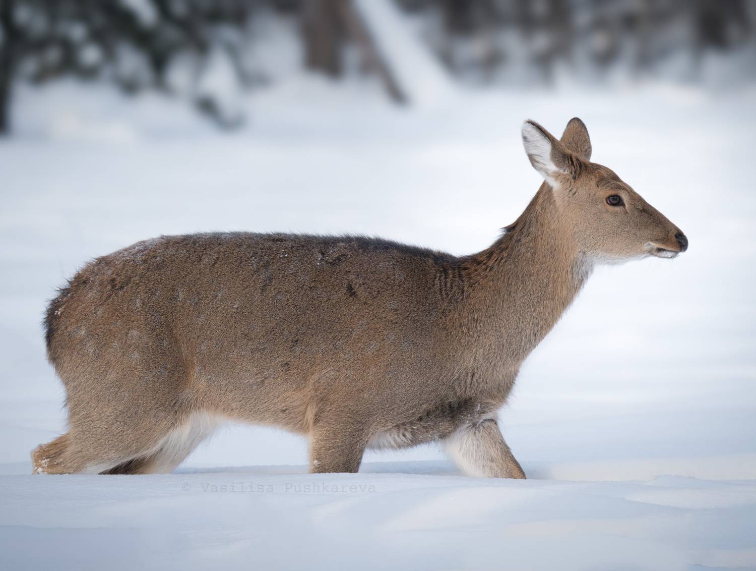 Пятнистый олень, самка, Пушкарева Василиса