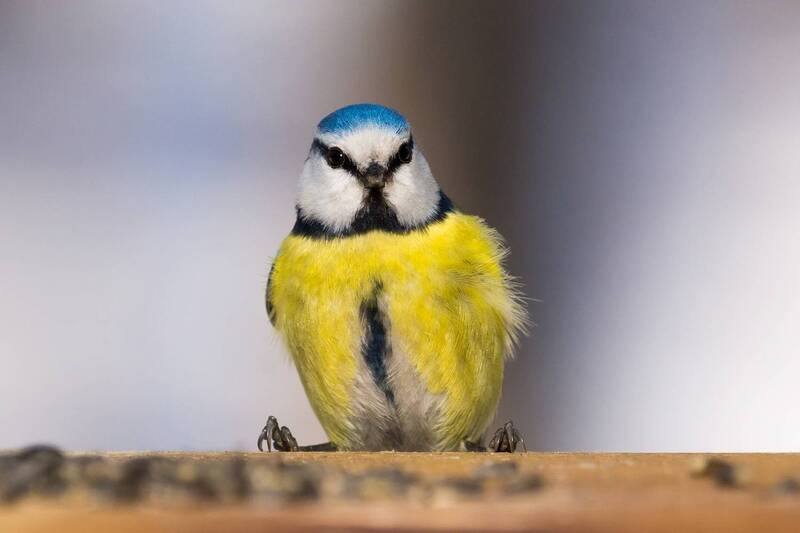 Лазоревка фото превью