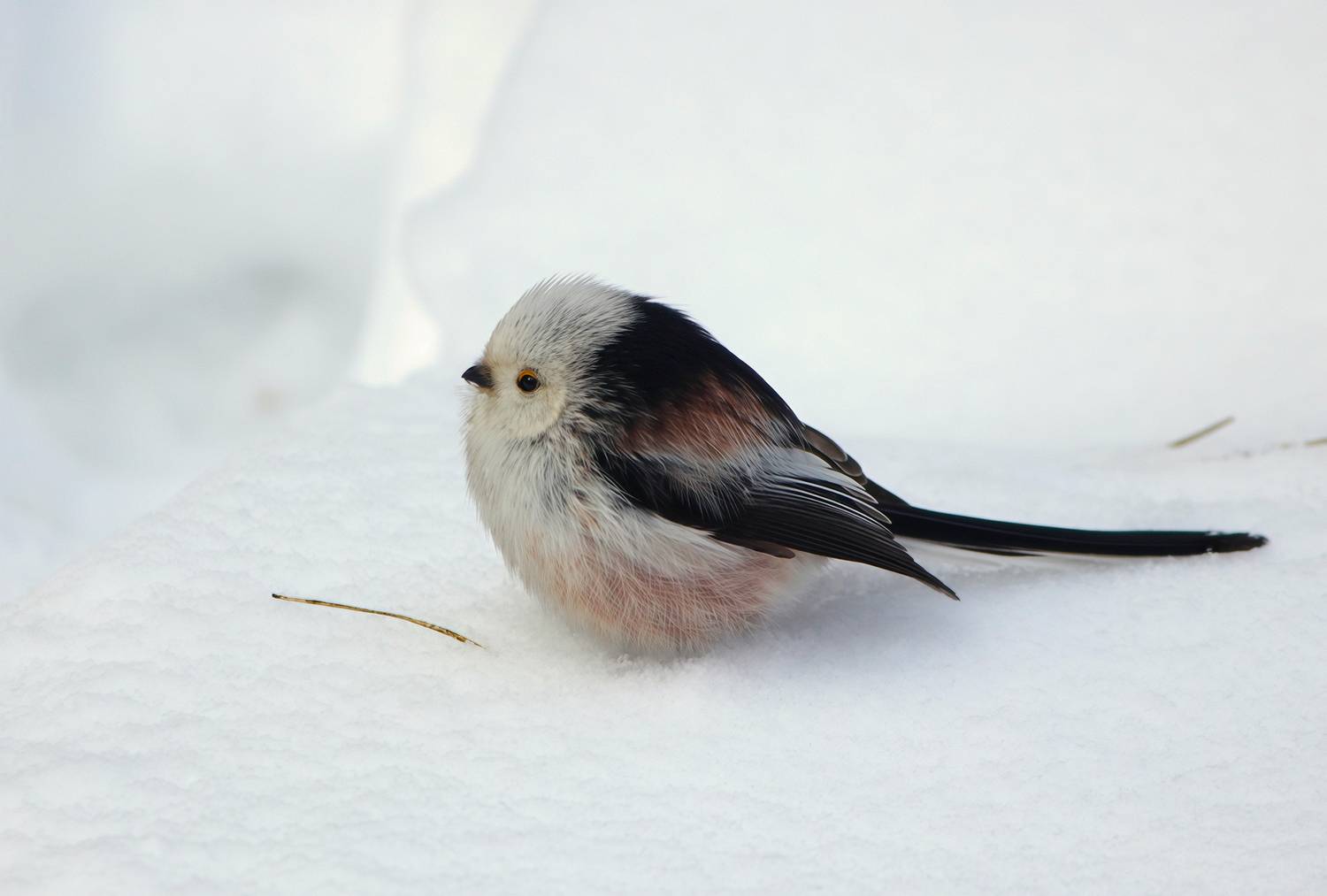 синица, длиннохвостая синица, ополовник, aegithalos caudatus, КарОл