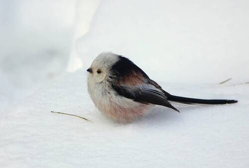 Длиннохвостая синица