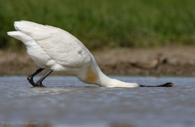 Как же охладиться в такую жару? фото превью