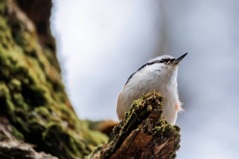 Обыкновенный поползень(Sitta europaea). фото превью