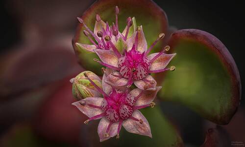 Розовые звезды