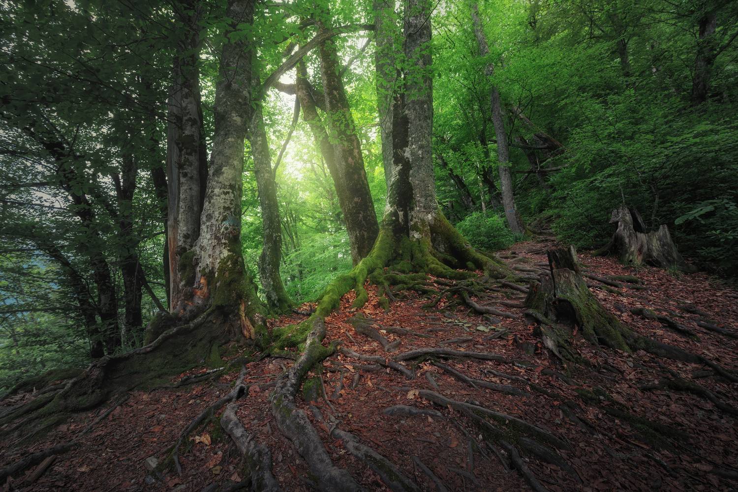 красная поляна, сочи, краснодарский край, Смольский Евгений