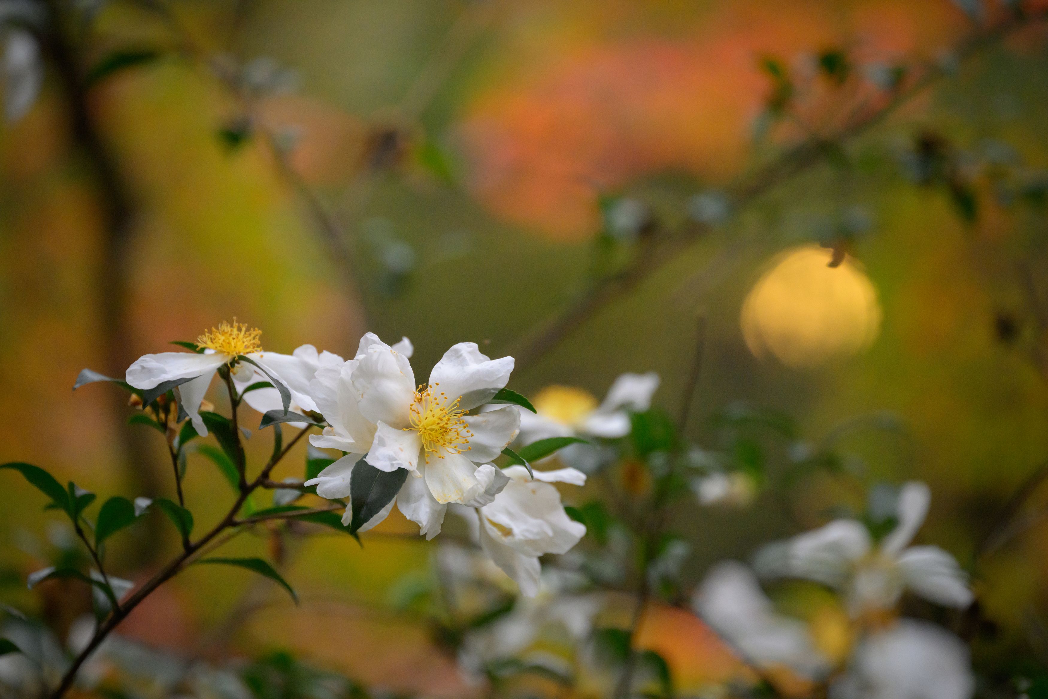 Kamelia фото превью