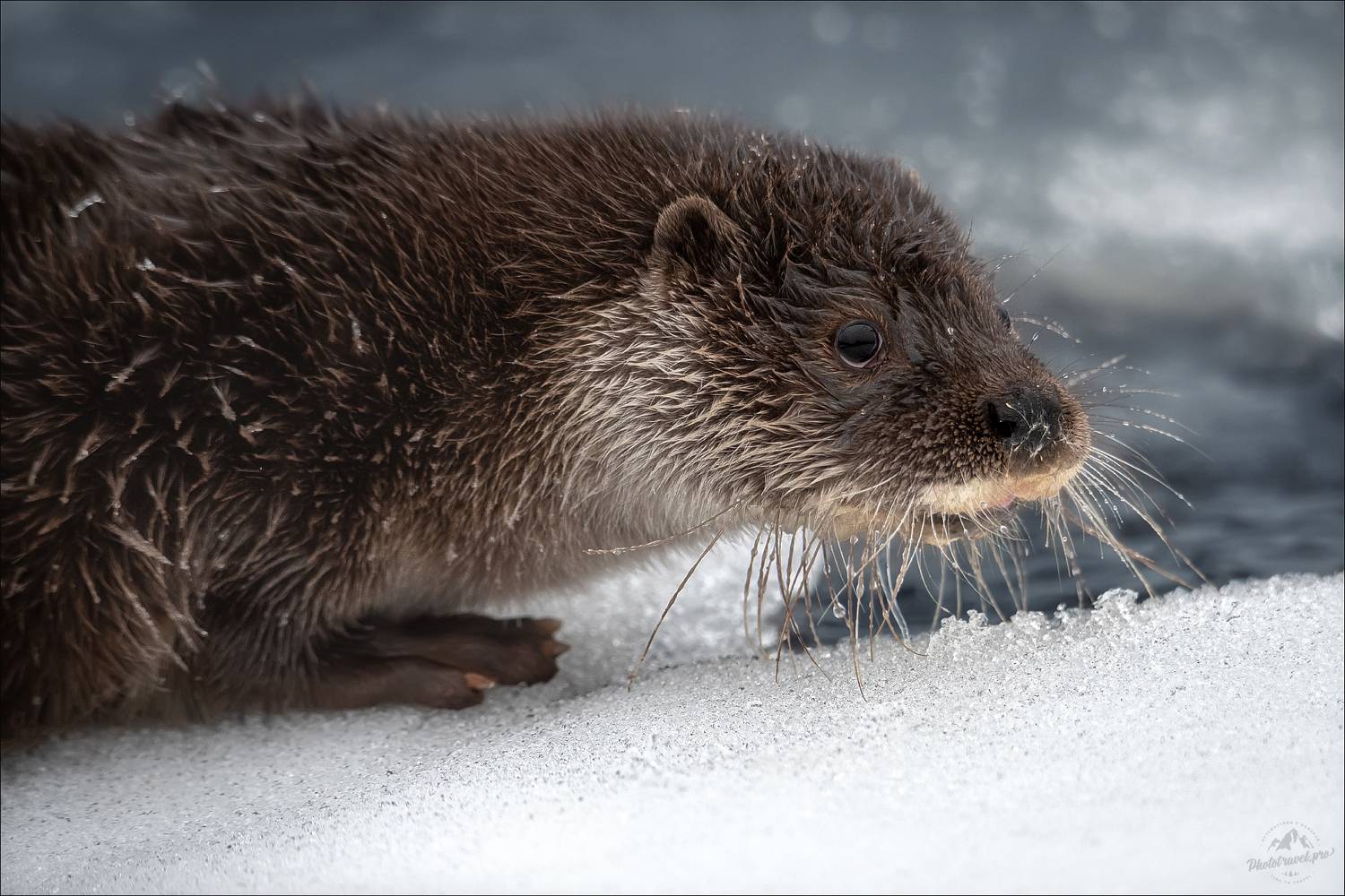 красный бор, фототур в красный бор, беларусь, выдра, otter, фототуры 2026, фототур съемка животных, Влад Соколовский