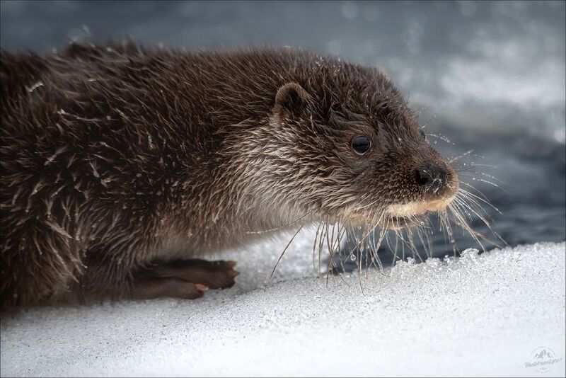 красный бор, фототур в красный бор, беларусь, выдра, otter, фототуры 2026, фототур съемка животных Рыльце в пушку фото превью