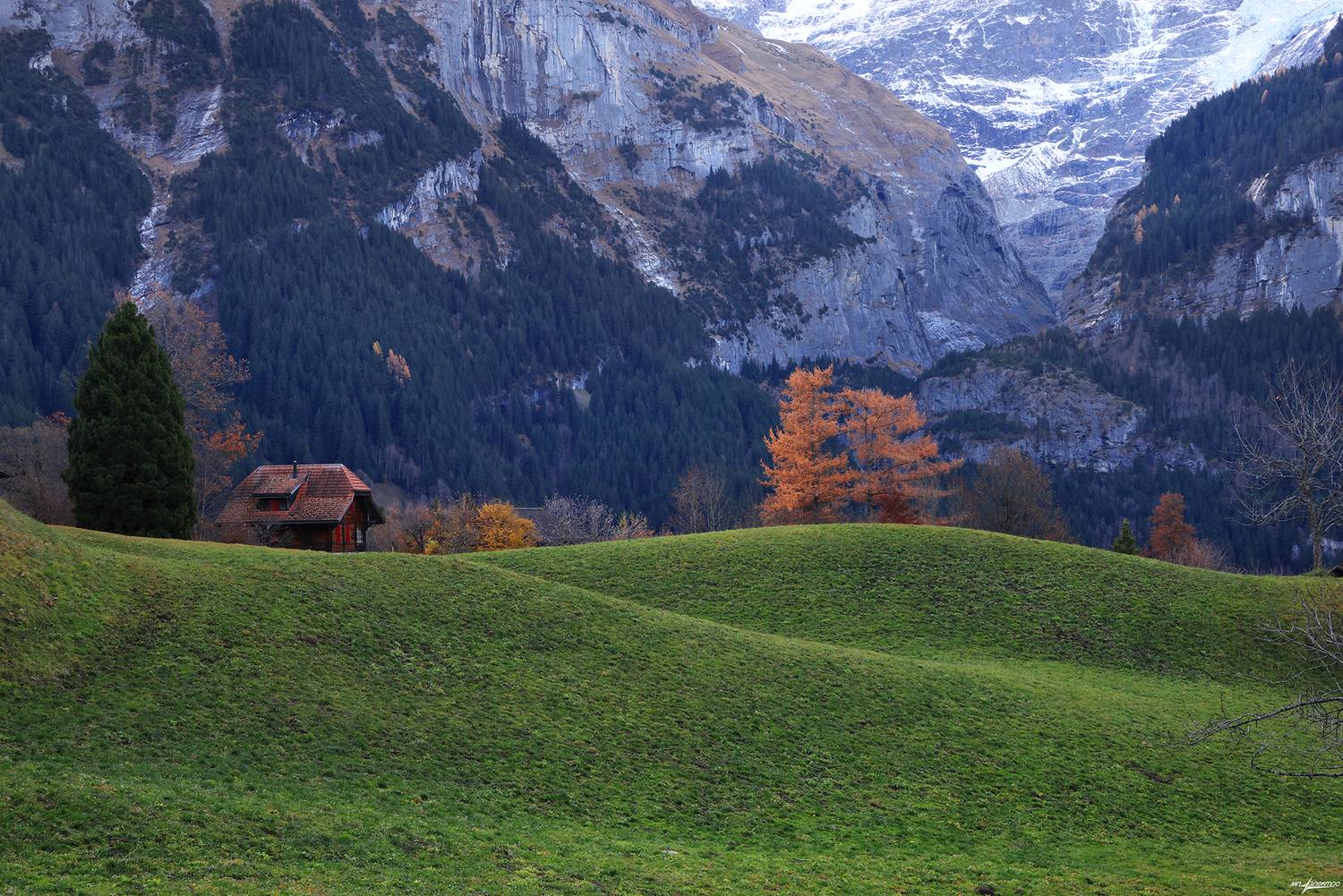 swiss, Матвеев Николай