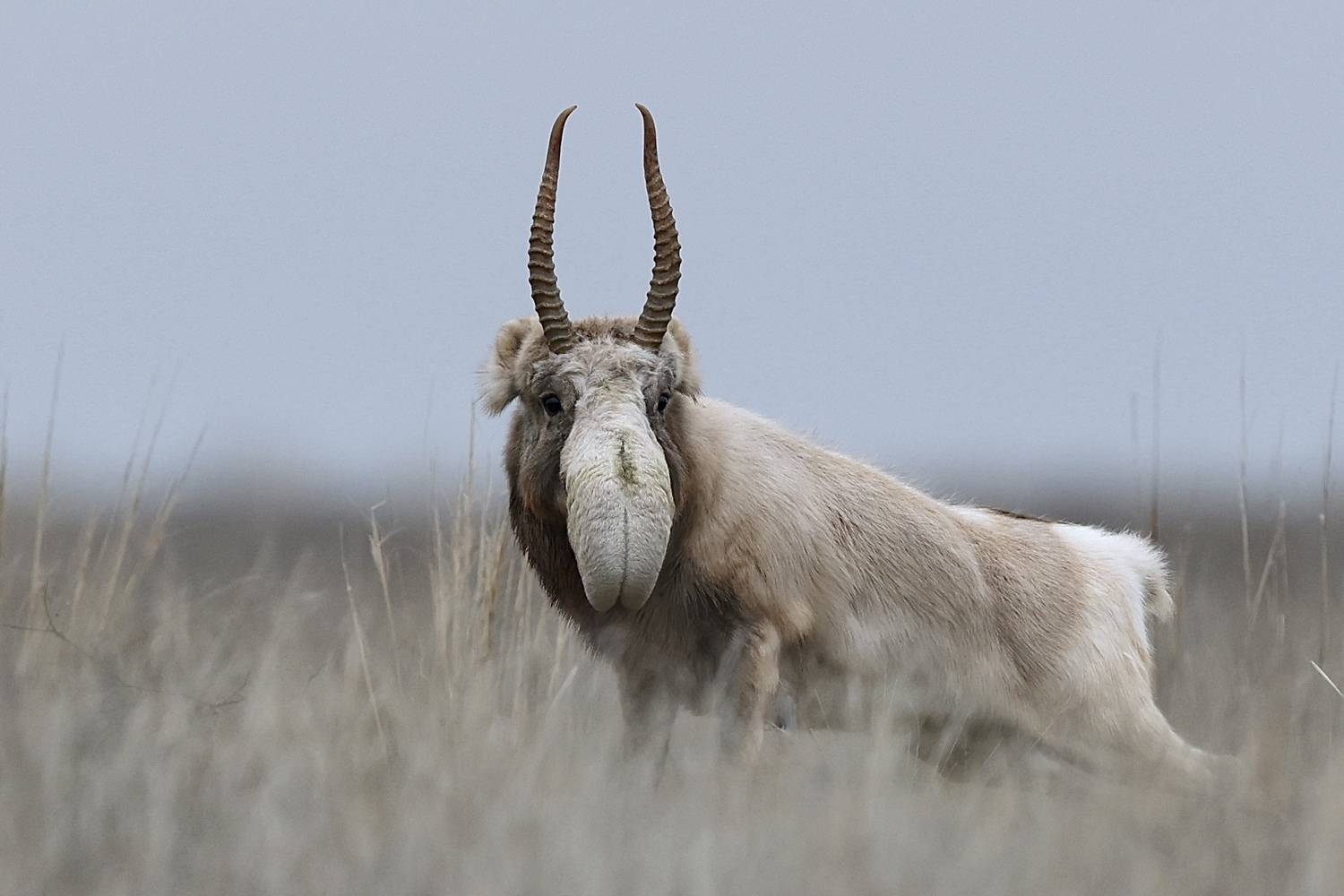 , Голубков Леонид