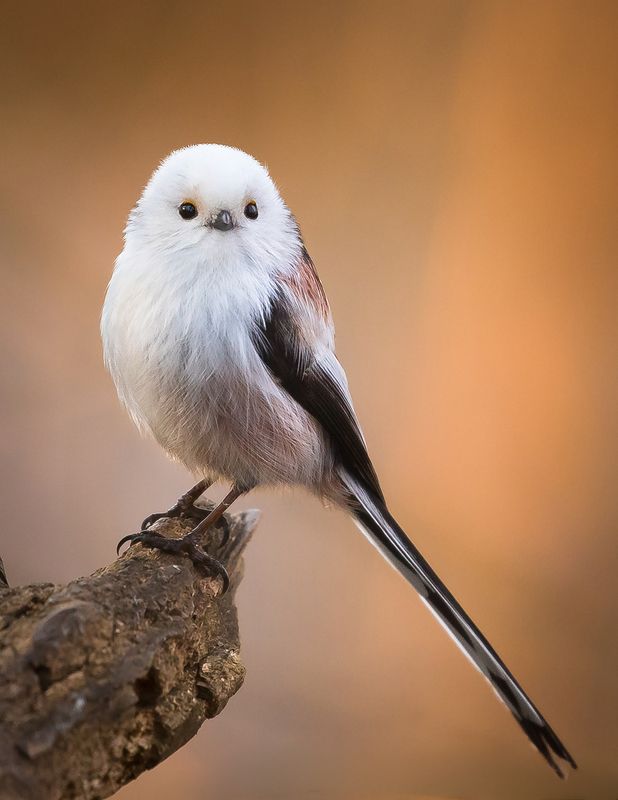 Long-tailed Ti фото превью