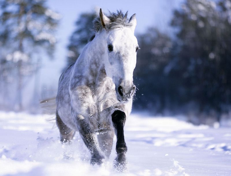 Вихрь зимы и мощь галопа фото превью