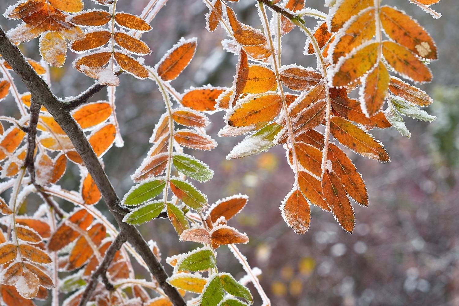 осень, листва, утро, лес, Александр Жарников