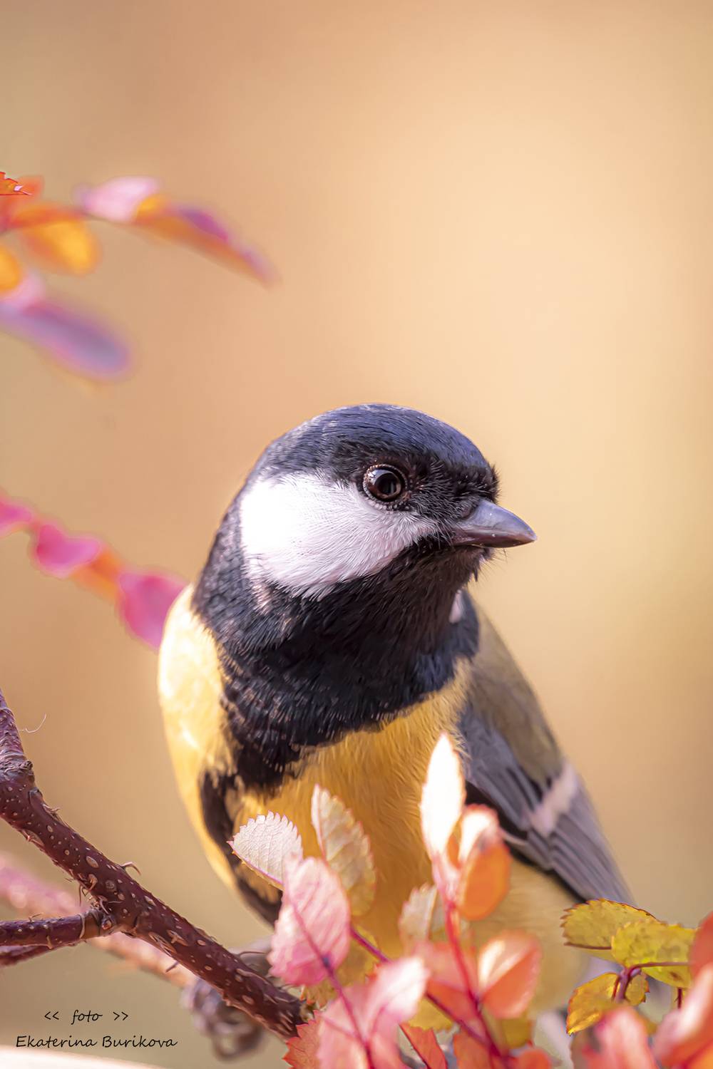 , Бурикова Екатерина