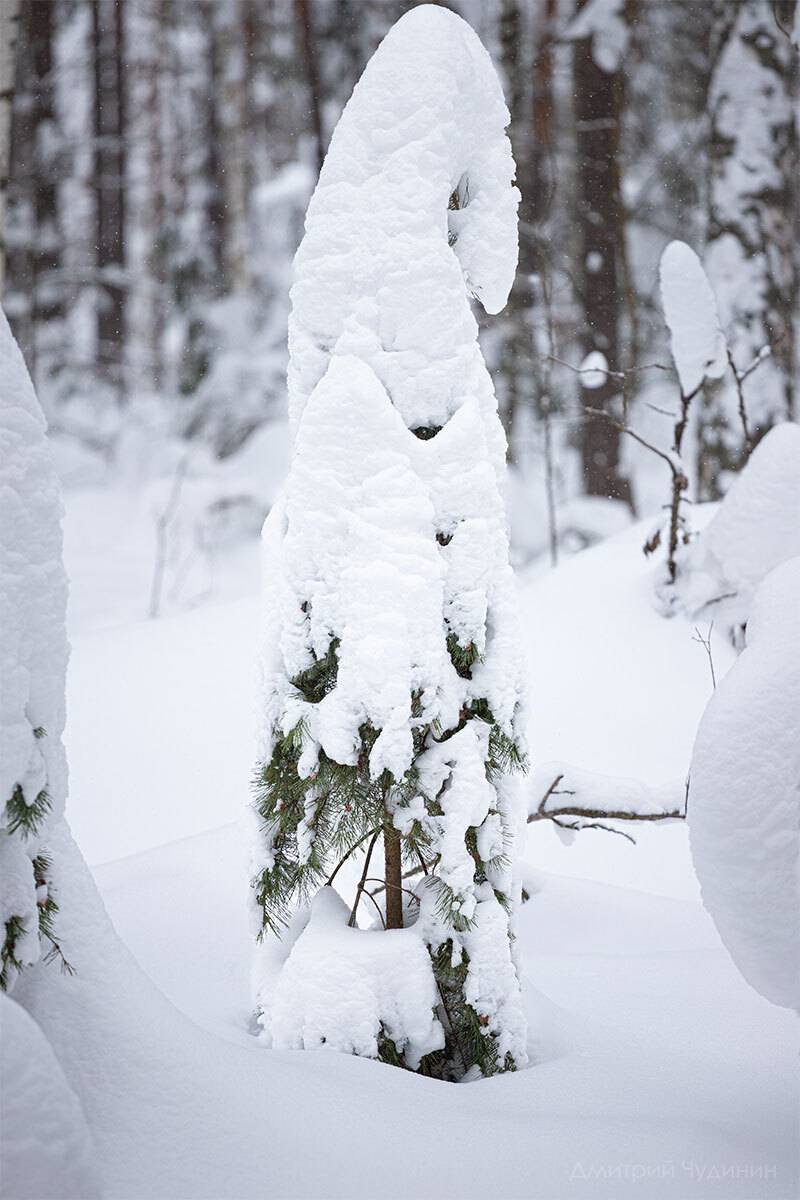 , Чудинин Дмитрий