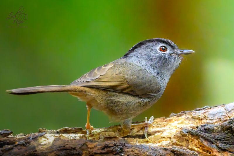 Mountain Tailorbird captured in very low forest light — ISO 16000. Tiny, fast, and rarely still long enough for a clean frame. Z9 - 800mm VR S Bidoup National Park - Vietnam фото превью