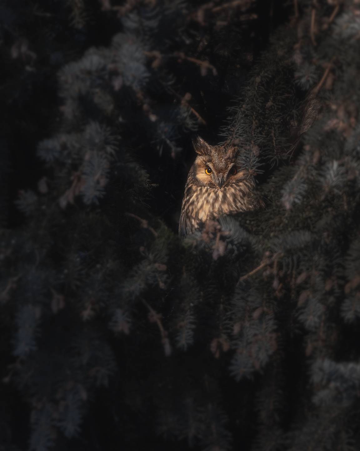 птички, фотоохота, сова, Марголин Алексей