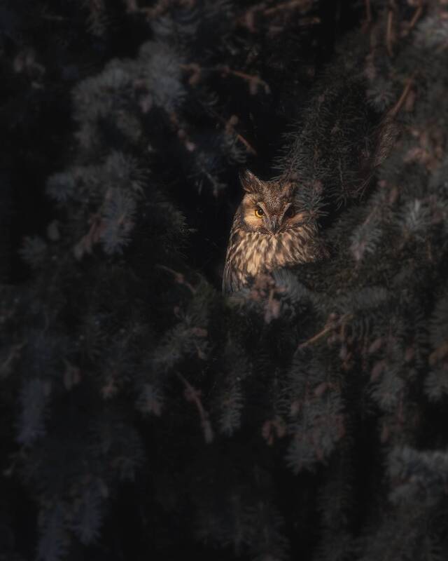 птички, фотоохота, сова *** фото превью