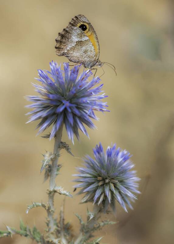 Pyronia фото превью