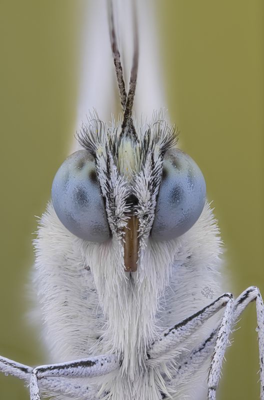 macrofotographia Face to face фото превью