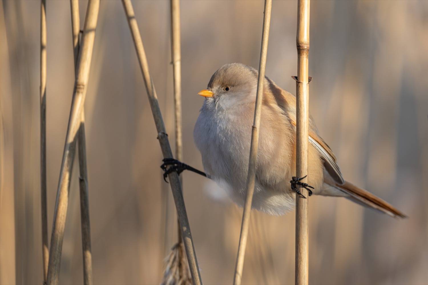 усатая синица, синица, птицы, Ruslan Pl