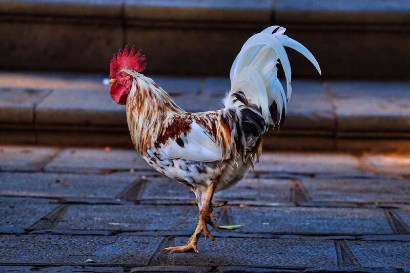 Rooster in the city фото превью