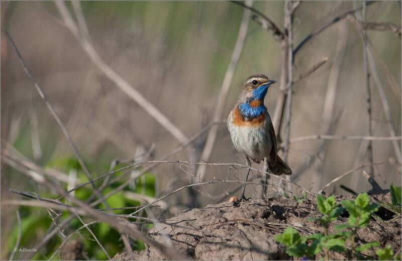 весна, кочка, птица, варакушка, самец На весенней кочке фото превью