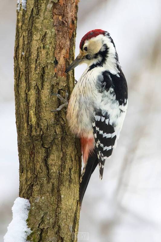 Белоспинный дятел. фото превью