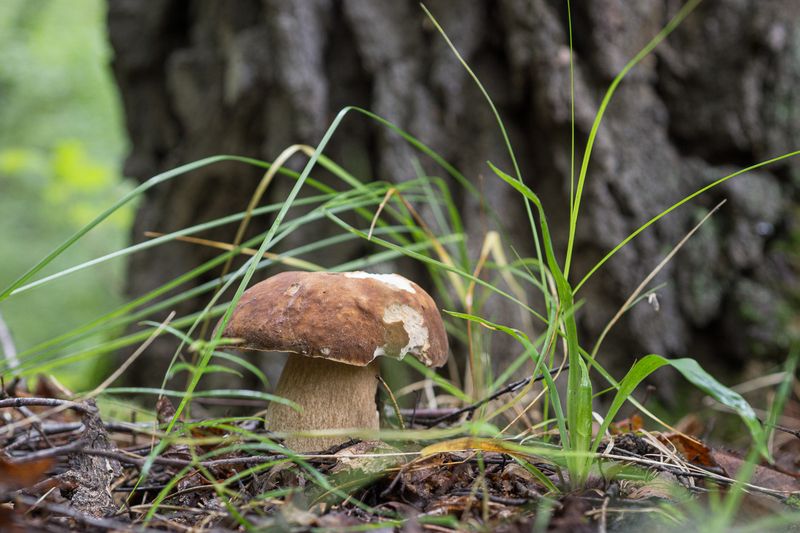 природа  фото превью