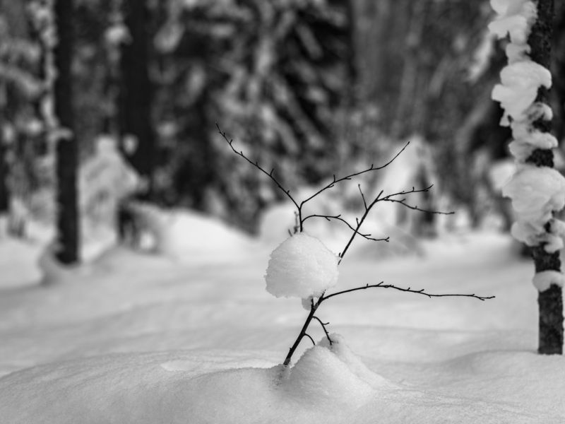 --- фото превью